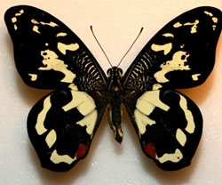 Papilio demolius aberrant from the Philippines (Internet Image property of respective owner, non-commercial use only)